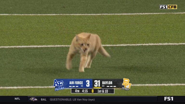 Furry feline finds its way onto the field during Air Force vs. Baylor